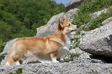 CORGI PEMBROKE 497